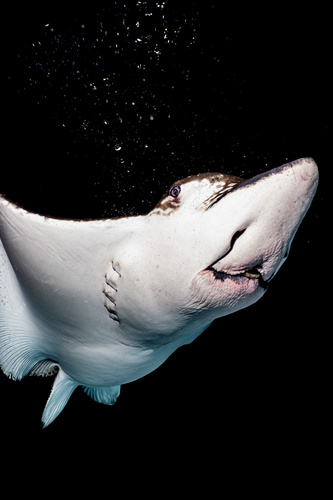 Photo of Pacific eagle ray (Aetobatus laticeps)