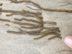 Myriogloea intestinalis
