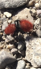 Dasymutilla coccineohirta