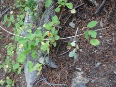 Lonicera arizonica
