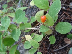 Lonicera arizonica