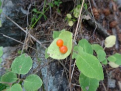 Lonicera arizonica