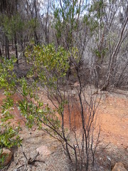 Dodonaea viscosa angustissima