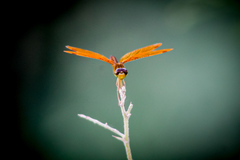 Perithemis intensa