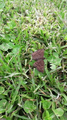 Carcharodini
