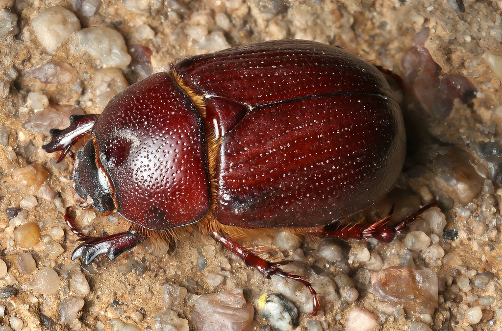 Carrot Beetle