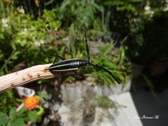 Sphaenothecus trilineatus