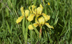 Iris potaninii