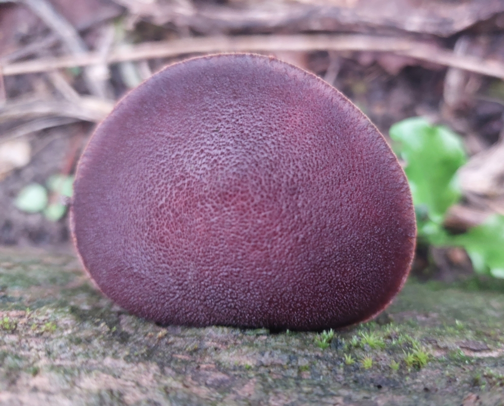 Gymnopilus purpuratus · June 2025 · photo: © nigel_charman (iNaturalist, cc0)