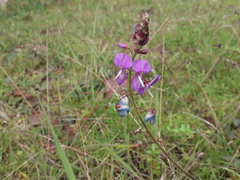Desmodium pringlei
