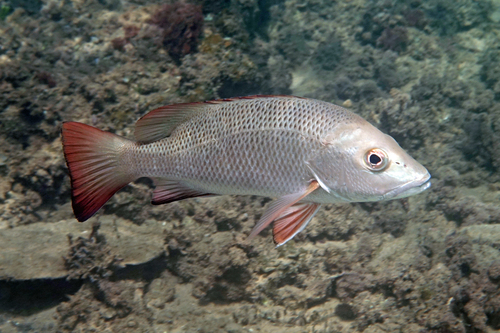 Creek red bream (Lutjanus argentimaculatus) — Lutjanidae