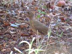 Turdus grayi
