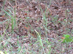 Turdus grayi