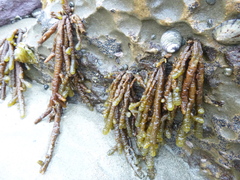 Splachnidium rugosum