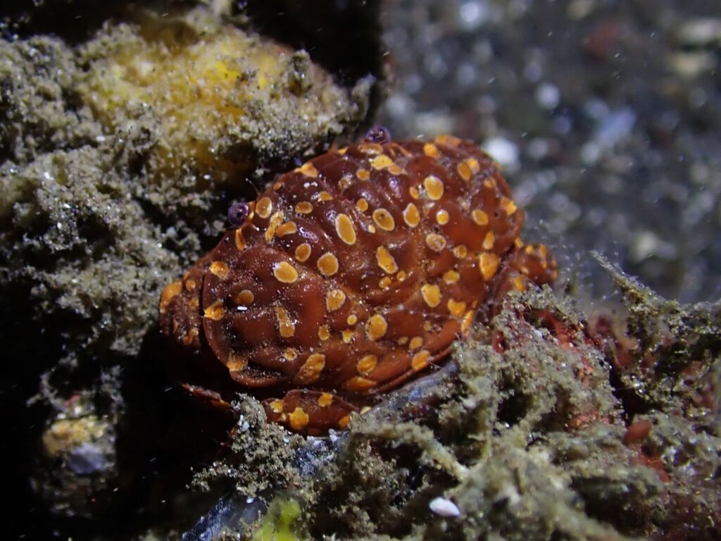 Zosimus maculatus (Zosimus maculatus)