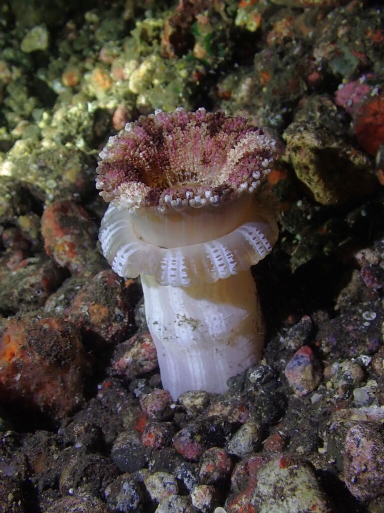 Actinoporus elongatus (Actinoporus elongatus)