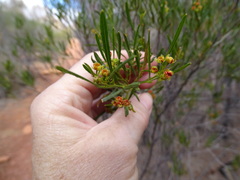 Dodonaea viscosa angustissima