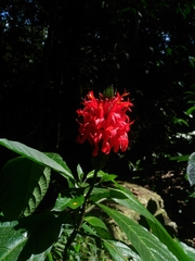 Pachystachys coccinea