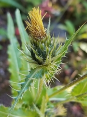Cirsium centaureae