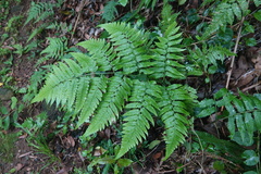Diplazium taiwanense