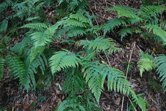 Diplazium taiwanense