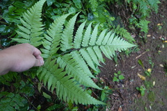 Diplazium taiwanense