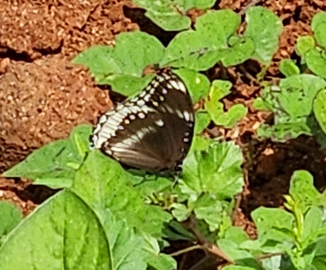 Great Eggfly