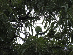 Myiopsitta monachus