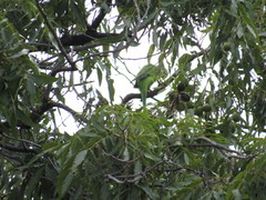 Myiopsitta monachus