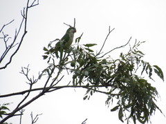 Myiopsitta monachus