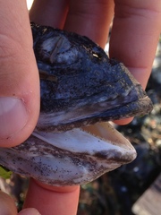 Myoxocephalus polyacanthocephalus