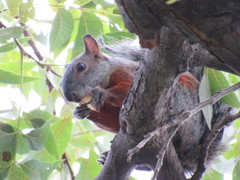 Sciurus aureogaster