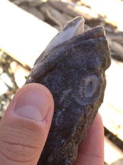 Myoxocephalus polyacanthocephalus