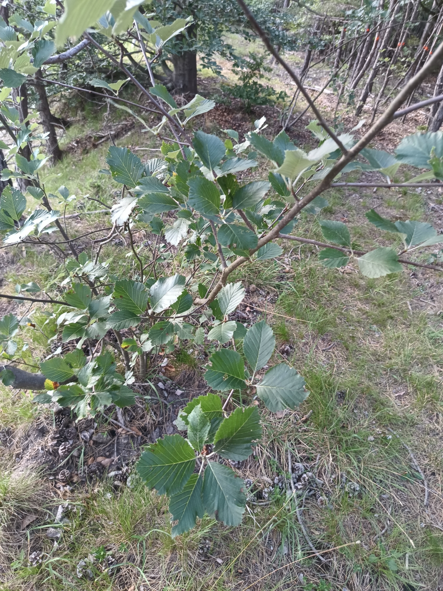 Aria danubialis