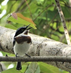 Batis molitor molitor