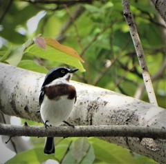 Batis molitor molitor