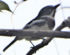 Batis molitor molitor