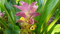 Curcuma petiolata