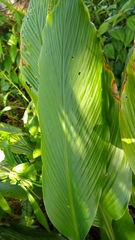 Curcuma petiolata