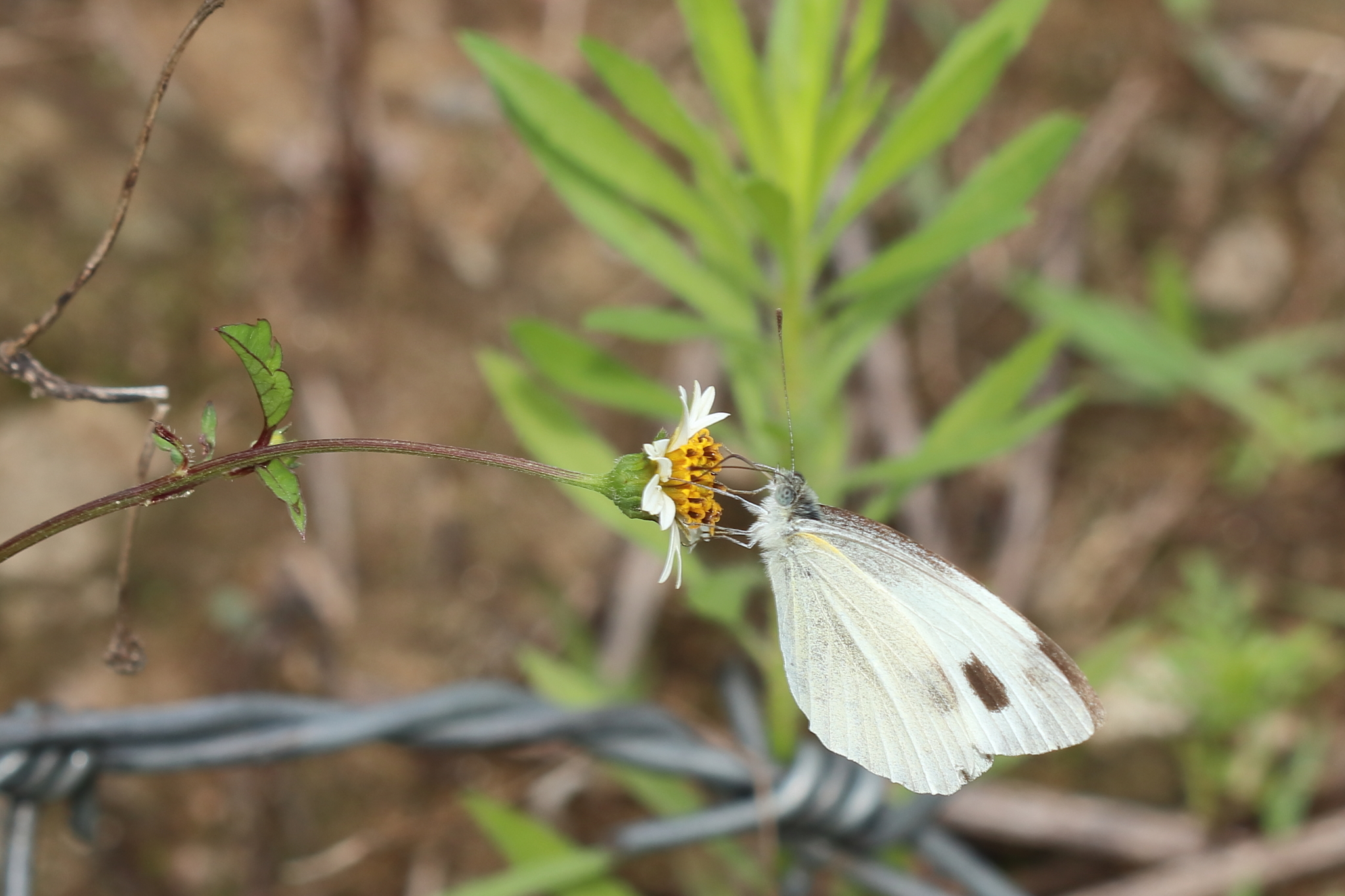 Asian Cabbage White