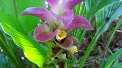 Curcuma petiolata