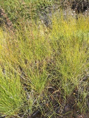 Netrostylis capillaris