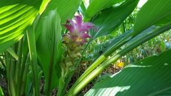 Curcuma petiolata