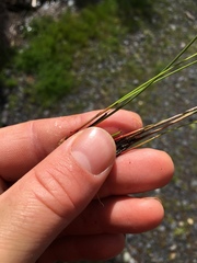 Netrostylis capillaris