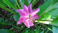 Curcuma petiolata