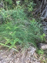 Netrostylis capillaris