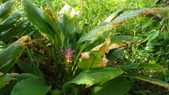 Curcuma petiolata