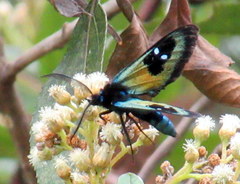 Chrysocale splendens
