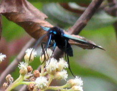 Chrysocale splendens