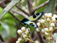 Chrysocale splendens